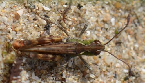 Myrmeleotettix maculatus maculatus